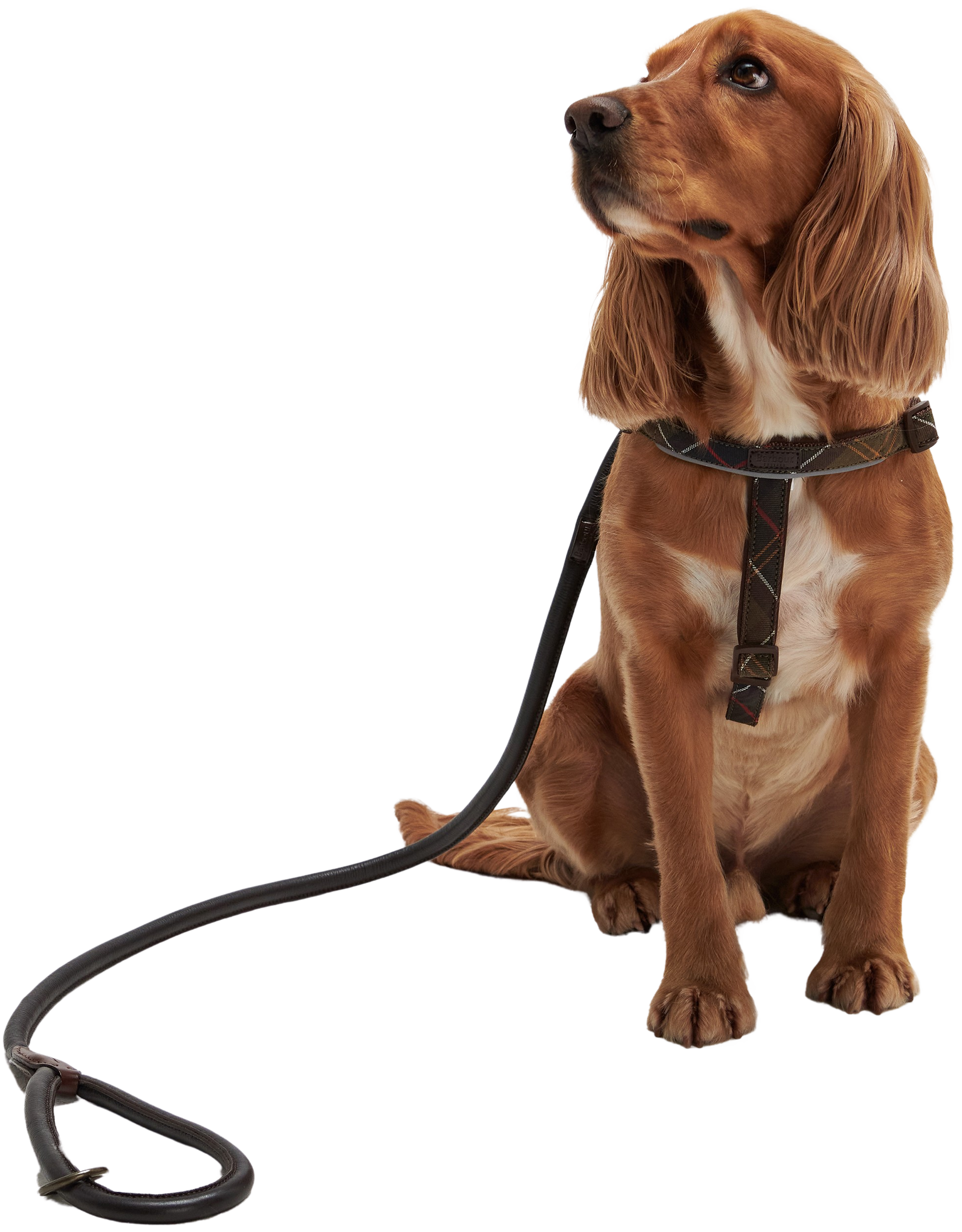 Snap Lead Brown