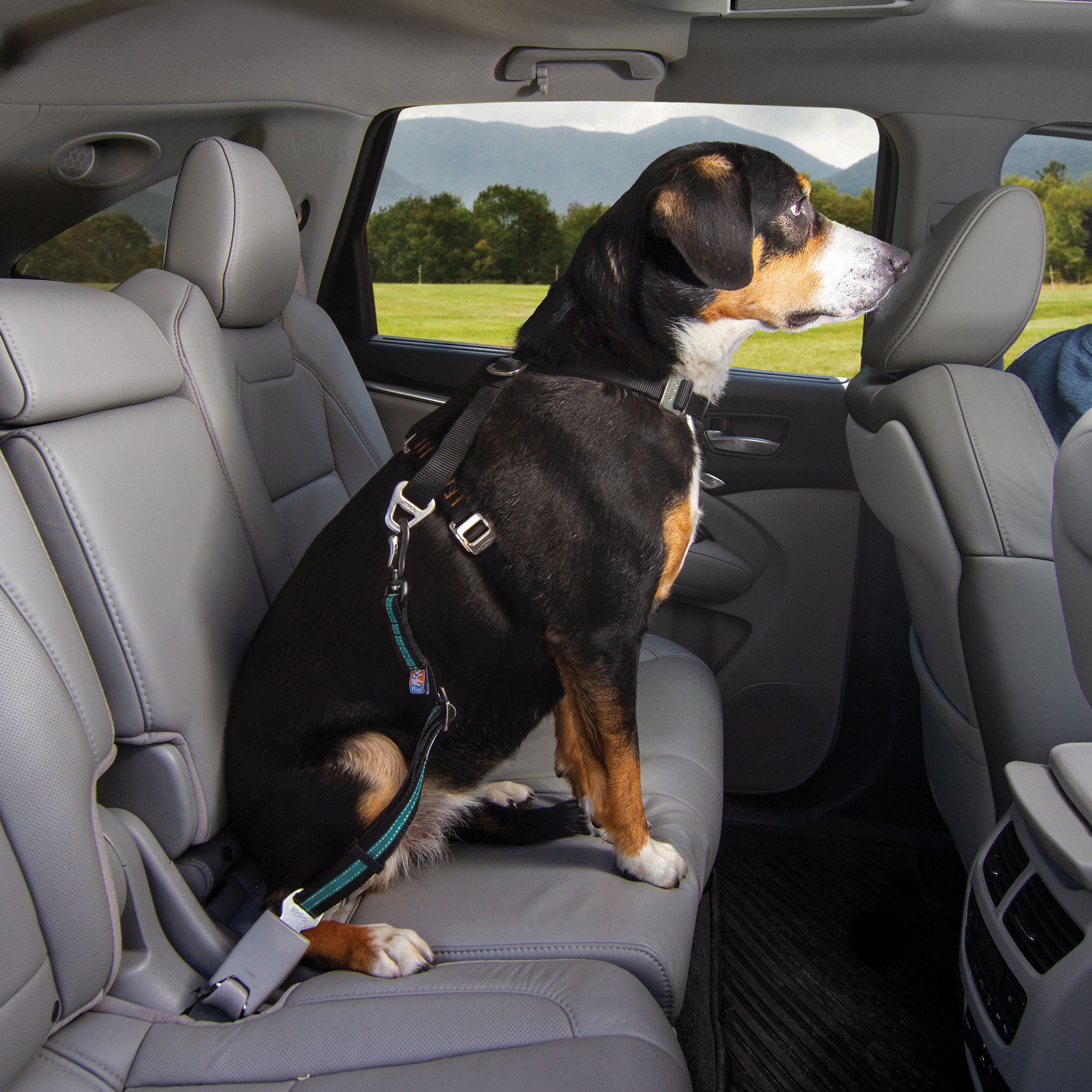 Direct to Seat Belt Swivel Tether Blue