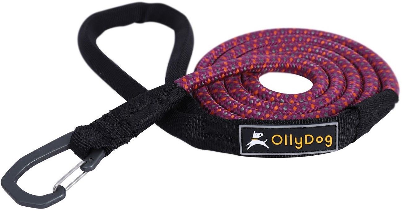 Mountain Leash WildAster